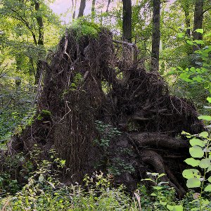 Baumwurzel...... Sabine Schröder